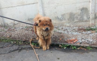Animais encontrados abandonados em residência