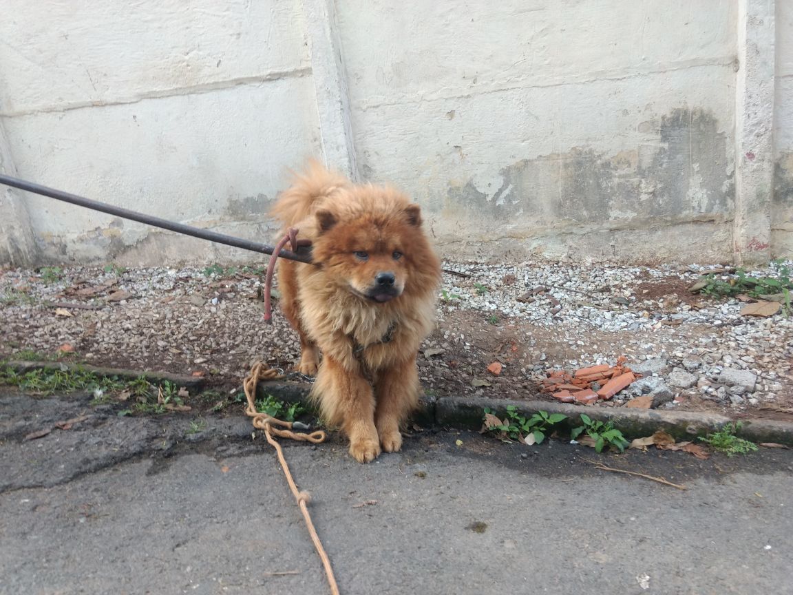 Animais encontrados abandonados em residência