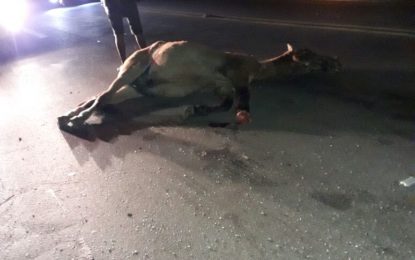 HOMEM ATROPELA ANIMAL NA BR 040