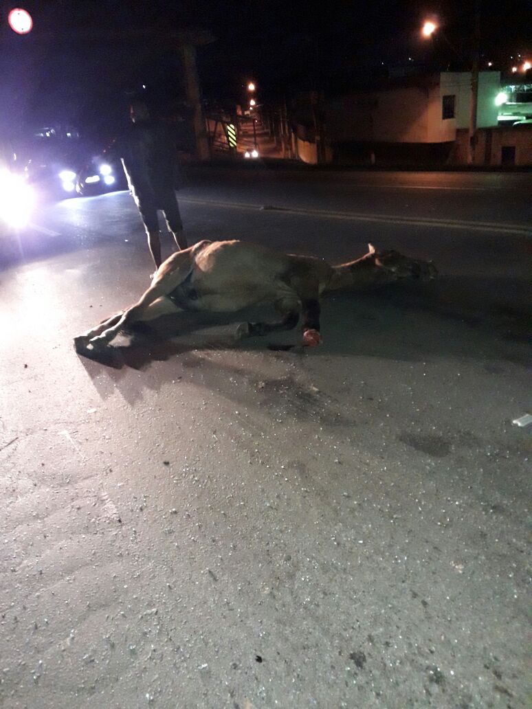 HOMEM ATROPELA ANIMAL NA BR 040