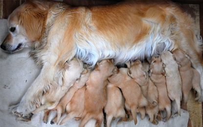 Sua cadela vai ter filhotes? Veja cuidados