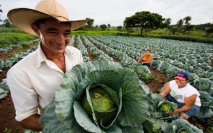 TRABALHADOR RURAL MINEIRO