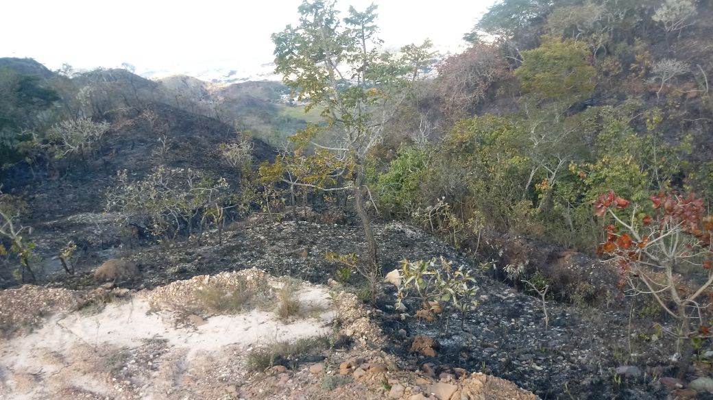 INCÊNDIO ATINGE A SERRA DO LENHEIRO