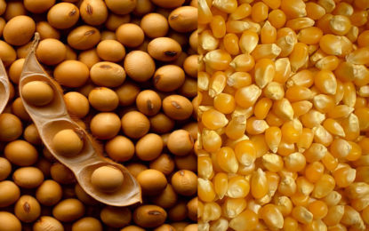 Produção mineira de grãos ultrapassa 14 milhões de toneladas