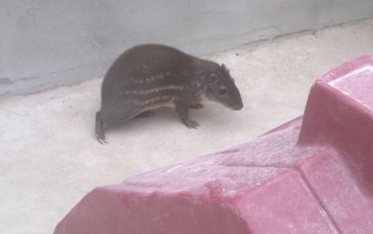 ANIMAL SILVESTRE É CAPTURADO  EM CONSELHEIRO LAFAIETE