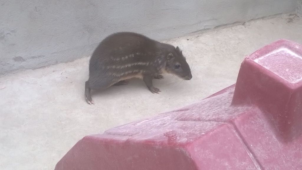 ANIMAL SILVESTRE É CAPTURADO  EM CONSELHEIRO LAFAIETE