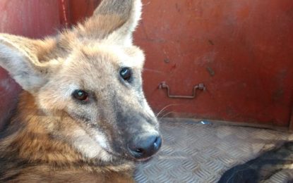 POLICIA MILITAR DO MEIO AMBIENTE RESGATA LOBO GUARÁ NA ZONA RURAL DE ABREUS