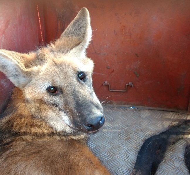 POLICIA MILITAR DO MEIO AMBIENTE RESGATA LOBO GUARÁ NA ZONA RURAL DE ABREUS