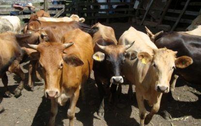 OPERAÇÃO IDENTIFICA QUADRILHA SUSPEITA DE FURTAR GADO NA REGIÃO  DE SANTOS DUMONT