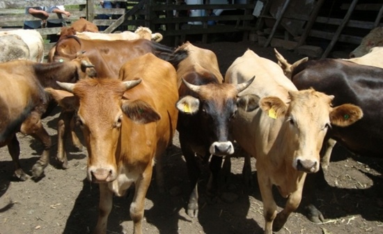 OPERAÇÃO IDENTIFICA QUADRILHA SUSPEITA DE FURTAR GADO NA REGIÃO  DE SANTOS DUMONT