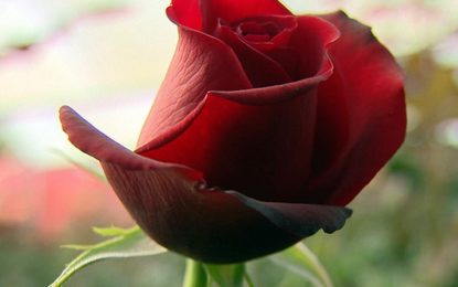 Prefeito reúne-se com floricultores para acertar detalhes da Festa das Rosas 2017