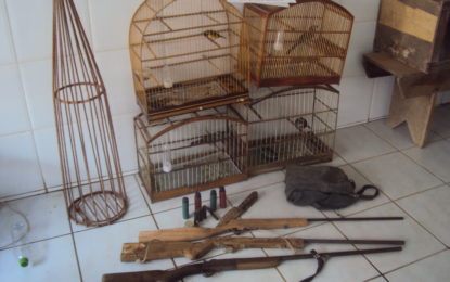 Polícia Militar do Meio Ambiente apreende 3 espingardas, resgata pássaros e prende caçador em Presidente Bernardes