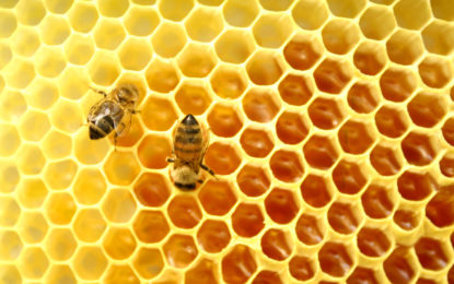 EXPORTAÇÕES DO AGRONEGÓCIO MINEIRO CRESCEM 11% NO PERÍODO DE JANEIRO A AGOSTO