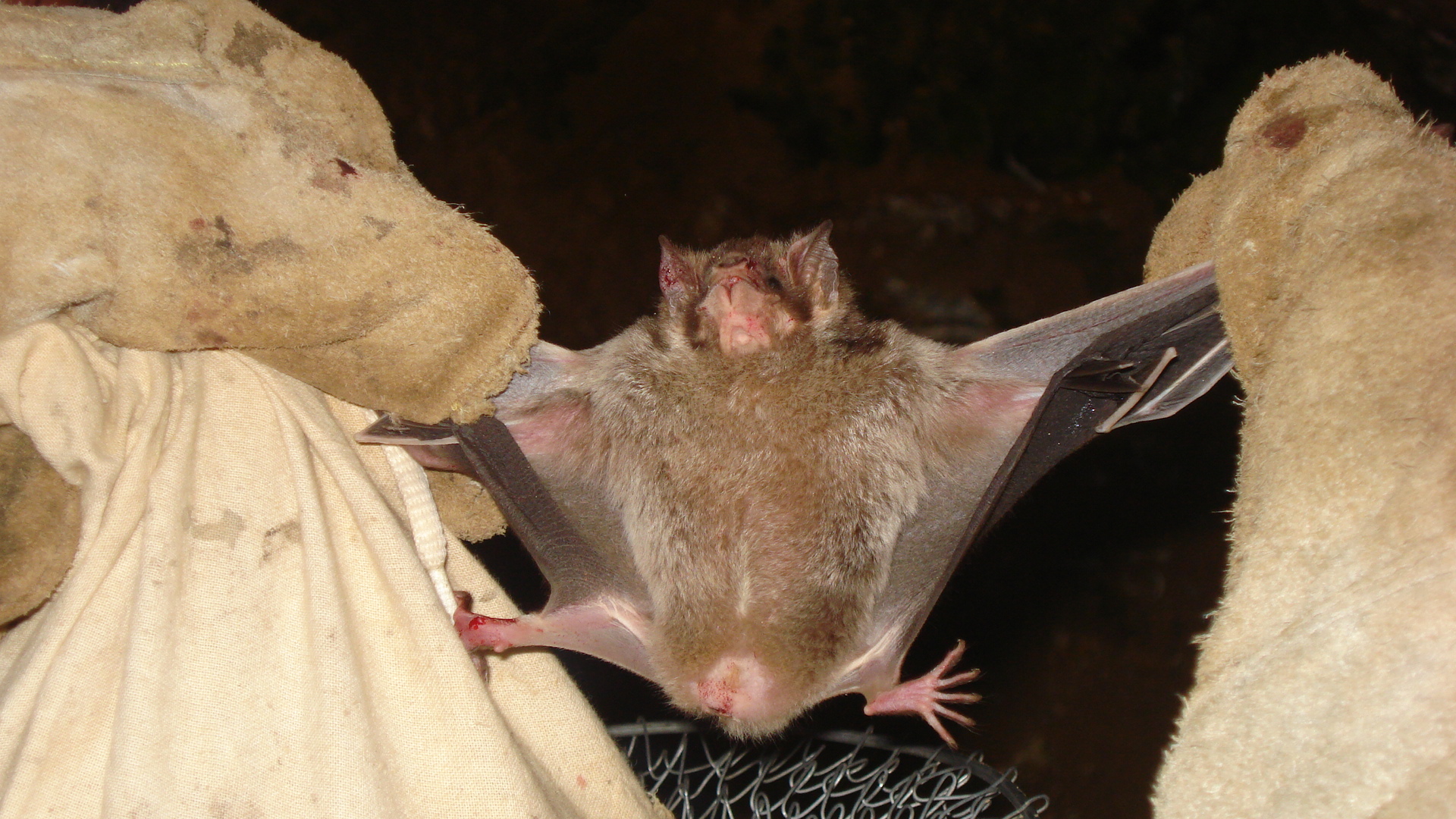 GOVERNO DO ESTADO AMPLIA TRABALHO DE CONSCIENTIZAÇÃO PARA A RAIVA BOVINA