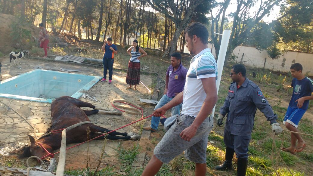 CAVALO CAI EM PISCINA