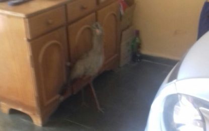 SERIEMA É CAPTURADA EM GARAGEM DE RESIDÊNCIA