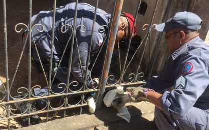 CÃO FICA PRESO EM PORTÃO DE RESIDÊNCIA