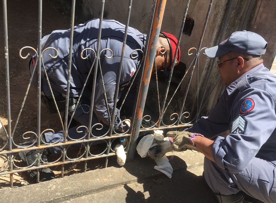 CÃO FICA PRESO EM PORTÃO DE RESIDÊNCIA