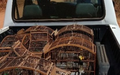 PM DO MEIO AMBIENTE RESGATA PÁSSAROS EM CATIVEIRO E MULTA  AUTOR EM ALTO RIO DOCE