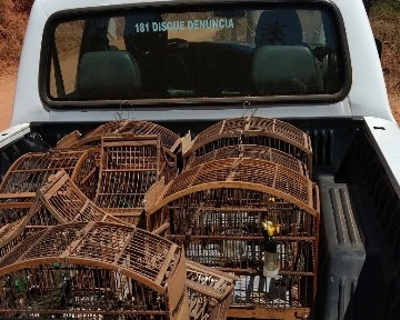 PM DO MEIO AMBIENTE RESGATA PÁSSAROS EM CATIVEIRO E MULTA  AUTOR EM ALTO RIO DOCE