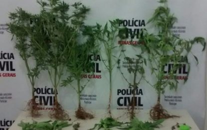 POLÍCIA CIVIL APREENDE 13 PÉS DE MACONHA EM BARBACENA