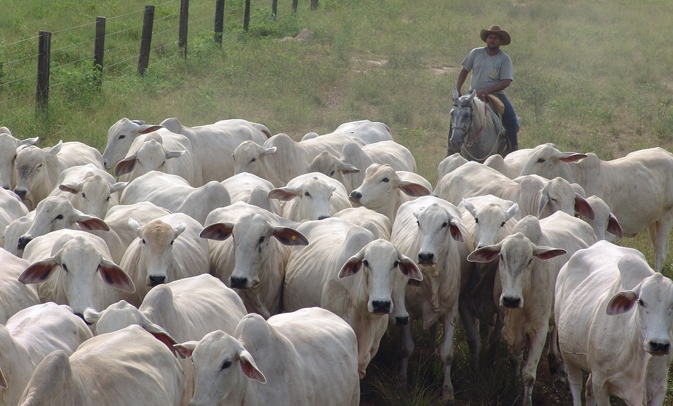 Segunda etapa da vacinação do gado contra aftosa em Minas começa na próxima quarta, 1º de novembro