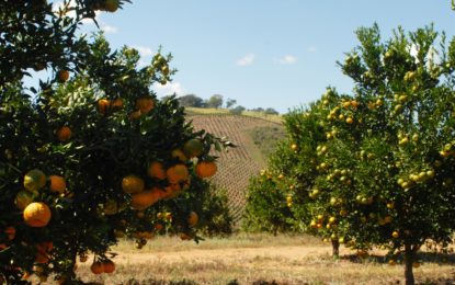 PREÇO DEVE ESTIMULAR A PRODUÇÃO ESTADUAL DE TANGERINAS MURCOTT E RIO NO ÚLTIMO TRIMESTRE DO ANO