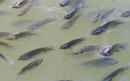 MINAS GERAIS AVANÇA NO RANKING NACIONAL DE CRIAÇÃO DE PEIXES