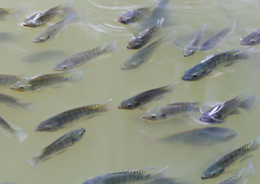 MINAS GERAIS AVANÇA NO RANKING NACIONAL DE CRIAÇÃO DE PEIXES