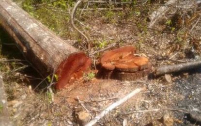 PM do Meio Ambiente fiscaliza corte de árvores e queimadas  em São João del Rei