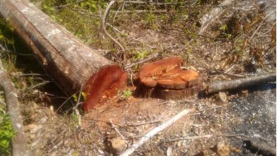 PM do Meio Ambiente fiscaliza corte de árvores e queimadas  em São João del Rei