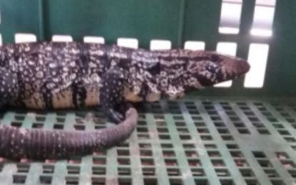 BOMBEIROS CAPTURAM LAGARTOS EM RESIDÊNCIAS EM CONSELHEIRO LAFAIETE