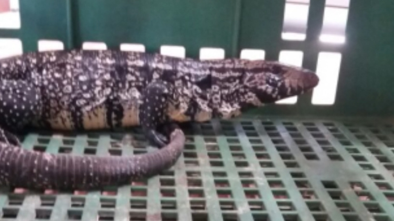 BOMBEIROS CAPTURAM LAGARTOS EM RESIDÊNCIAS EM CONSELHEIRO LAFAIETE