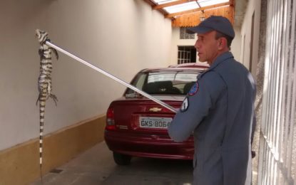 LAGARTO É CAPTURADO DENTRO DE MOTOR DE VEÍCULO NO BAIRRO SÃO SEBASTIÃO EM BARBACENA.
