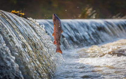 PIRACEMA 2017/2018 13ª CIA PM IND MAT