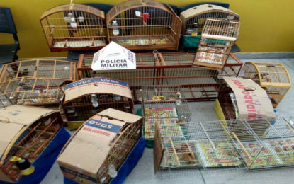 Polícia Militar do Meio Ambiente impede tráfico de animais  silvestres e resgata 12 pássaros silvestres.