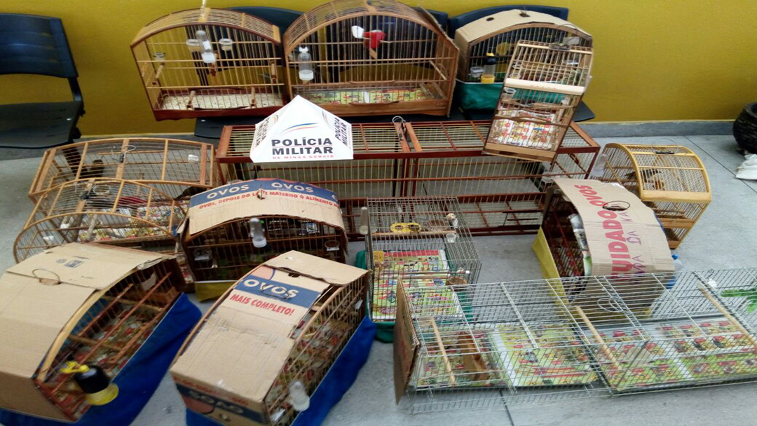 Polícia Militar do Meio Ambiente impede tráfico de animais  silvestres e resgata 12 pássaros silvestres.