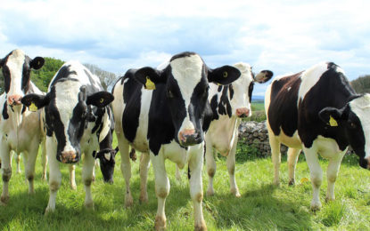 Segunda etapa da vacinação contra a febre aftosa vai até 30 de novembro