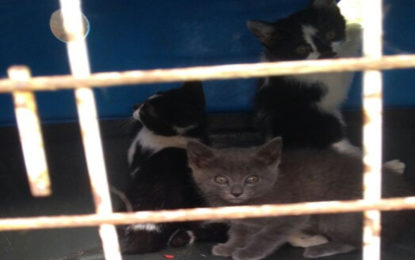 BOMBEIROS RESGATAM GATOS AMEAÇADOS EM TELHADO