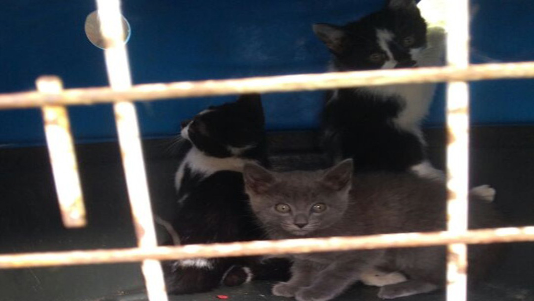 BOMBEIROS RESGATAM GATOS AMEAÇADOS EM TELHADO