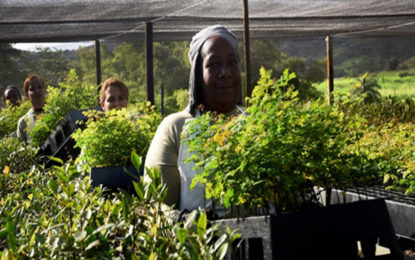 AGRICULTURA FAMILIAR REPRESENTA 30% DAS COMPRAS NO ESTADO