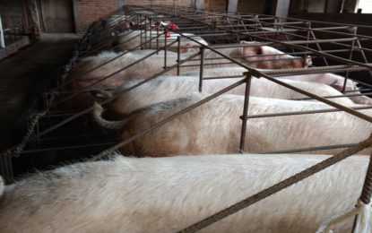 POLÍCIA MILITAR DO MEIO AMBIENTE AUTUA DONO CRIADOURO DE  PORCOS ILEGAL.