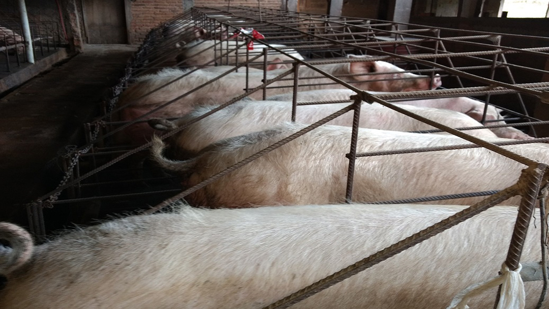 POLÍCIA MILITAR DO MEIO AMBIENTE AUTUA DONO CRIADOURO DE  PORCOS ILEGAL.