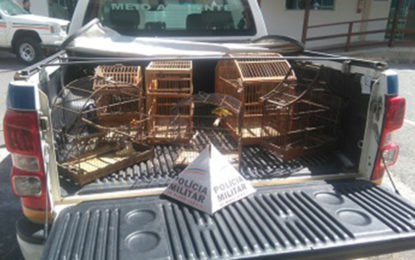 Polícia Militar do Meio Ambiente resgata pássaros em cativeiro