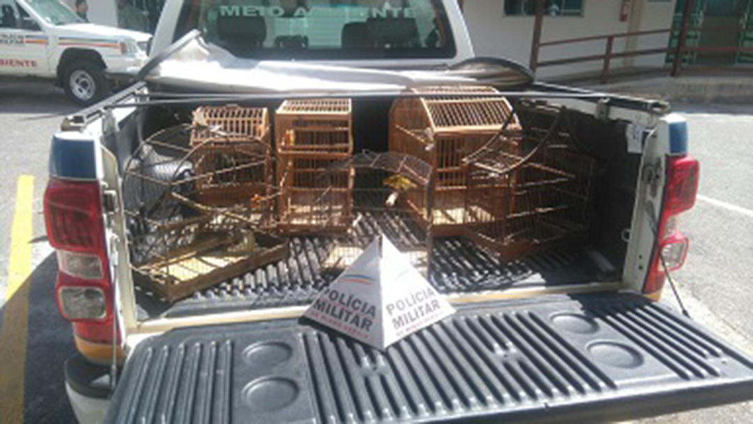 Polícia Militar do Meio Ambiente resgata pássaros em cativeiro