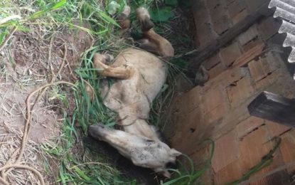 BOMBEIROS RESGATAM CAVALO PRESO EM VALA