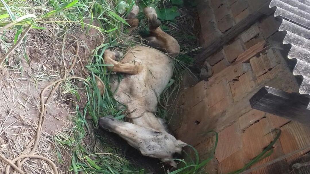 BOMBEIROS RESGATAM CAVALO PRESO EM VALA