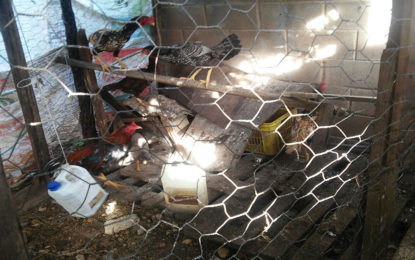 Homem é preso e autuado por maus tratos a animais em São João Del Rei-MG