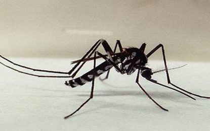 Atualização sobre os casos de Febre Amarela em Minas Gerais