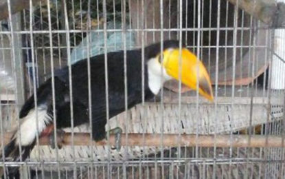 Tucano e papagaios em cativeiro são resgatados pela Polícia  Militar do Meio Ambiente em Congonhas